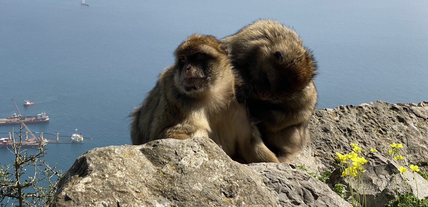 macacos2