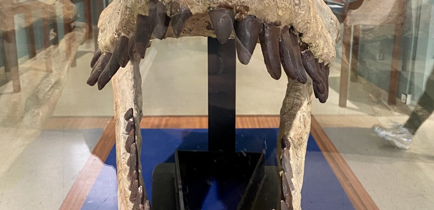 dino