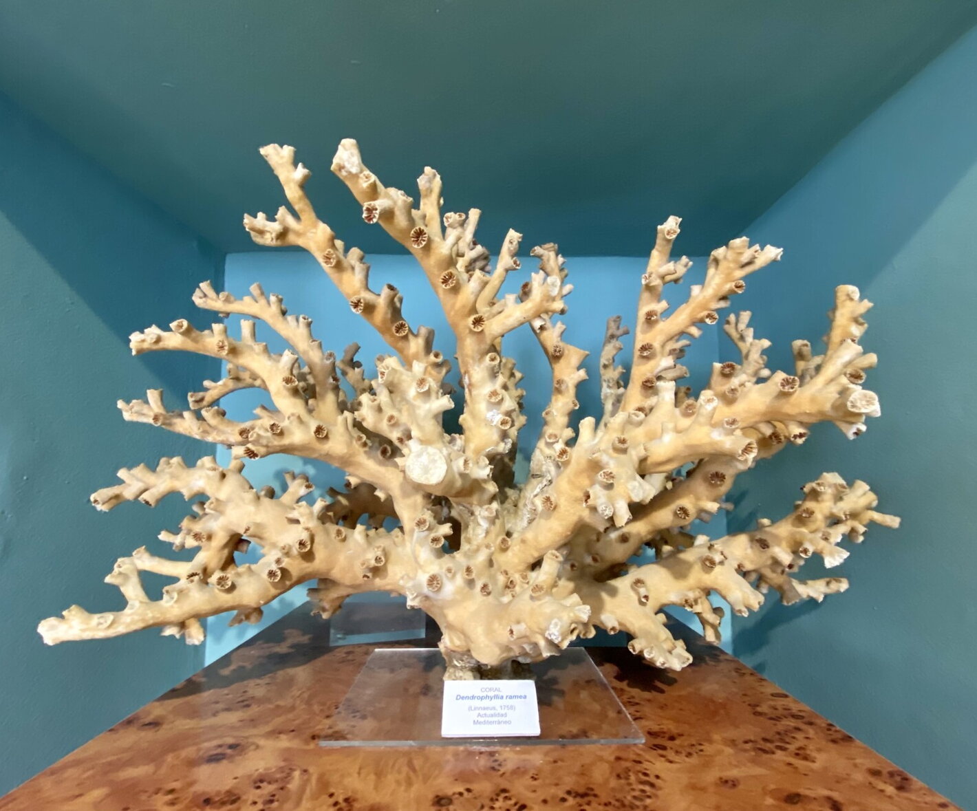 koral